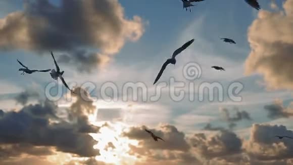 海鸥在海上日落时用手叼着一群鸟视频的预览图