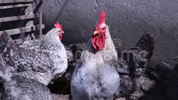 村里的鸡鸡在院子里吃草视频的预览图