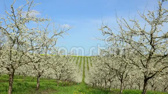 农业果园里美丽的盛开的李子果树LotetGaronne47视频的预览图