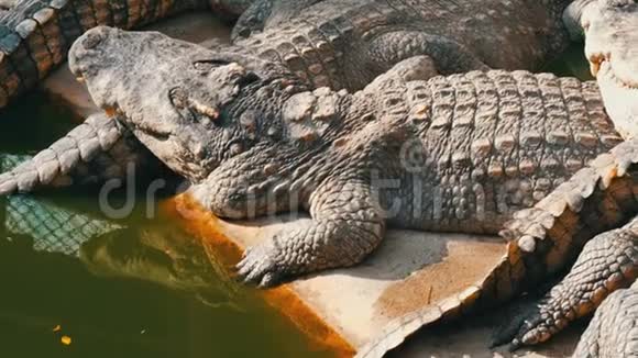鳄鱼懒洋洋地躺在圈养中泰国帕塔亚的鳄鱼农场视频的预览图