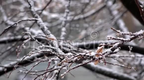 第一场雪窗外的景色沐浴着秋叶视频的预览图