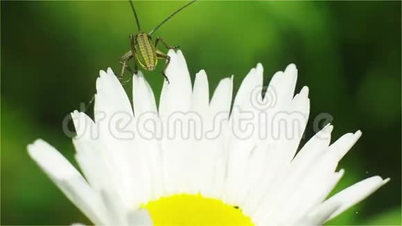 白花雏菊花上的蚱蜢昆虫站在花瓣上视频的预览图