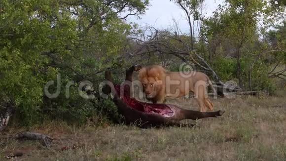 狮子吃水牛南非视频的预览图