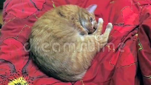 漂亮的红猫睡圈视频的预览图