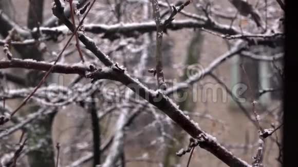 第一场雪窗外的景色沐浴着秋叶视频的预览图