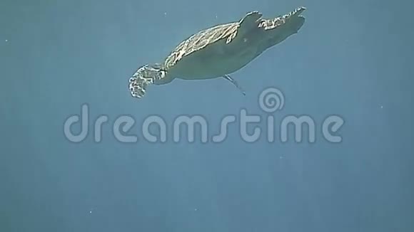绿海龟在蓝色的水下游泳视频的预览图