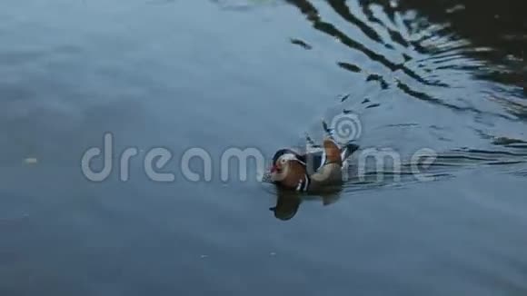 鸭子在湖里游泳从右往左视频的预览图