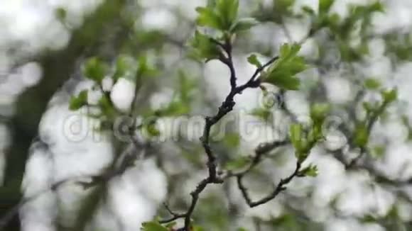 春天初开绿叶的幼枝视频的预览图