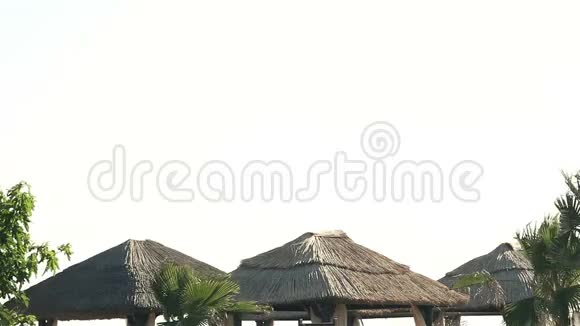 热带岛屿度假游泳池的风日有棕榈树阳伞和日光浴全景视频的预览图