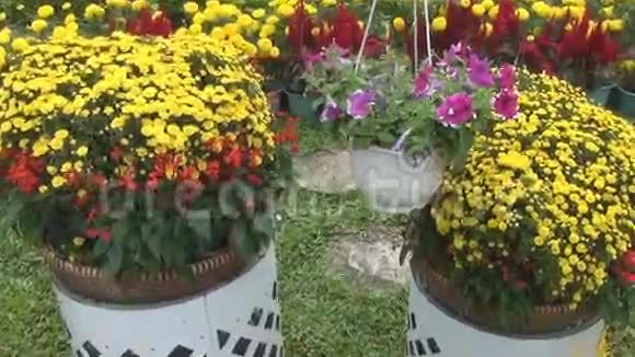 花卉展览盛开的花坛花盆里的花视频的预览图