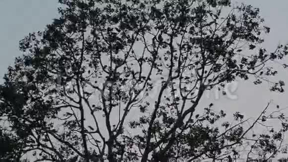 鸟在大树上休息的剪影视频的预览图