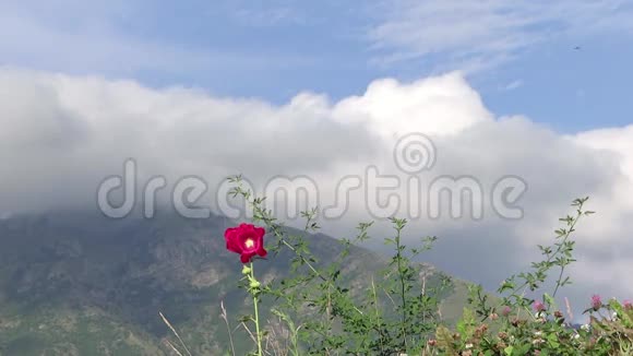 带有红花的高山景观视频的预览图