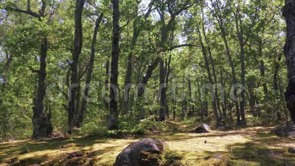 夏季晴天的森林边缘视频的预览图