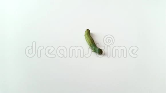 一只绿色的毛毛虫在白色的地面上从高处射出视频的预览图