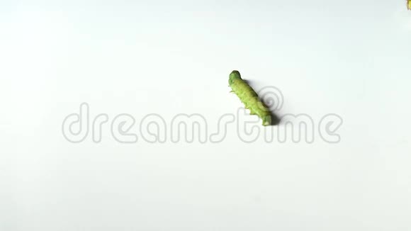 一只绿色的毛毛虫在白色的地面上从高处射出视频的预览图
