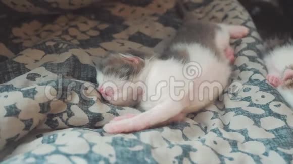 小搞笑视频新生小猫睡觉卧室里睡在床上的可爱的宠物小猫的生活方式视频的预览图