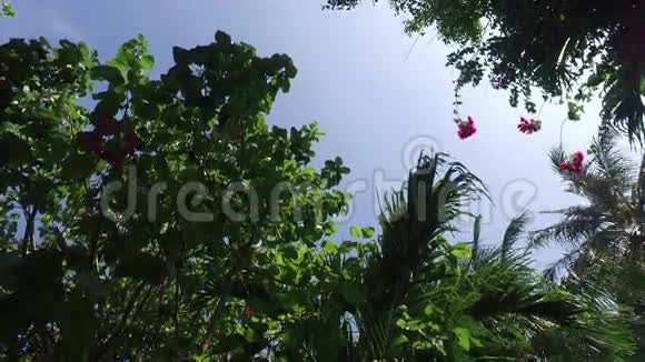 棕榈树和太阳光视频的预览图