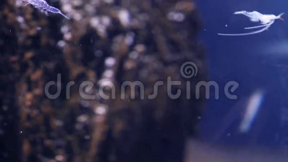 在鱼缸里游泳的海洋生物视频的预览图