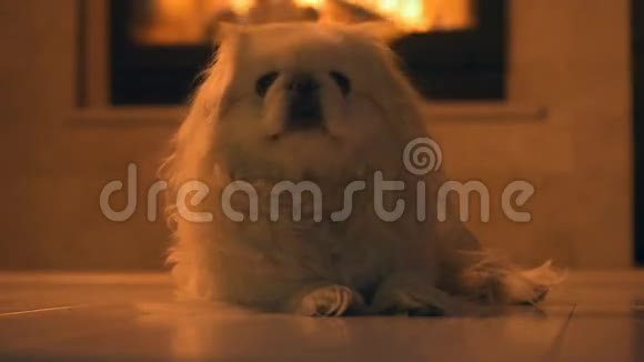 狗坐在壁炉附近视频的预览图
