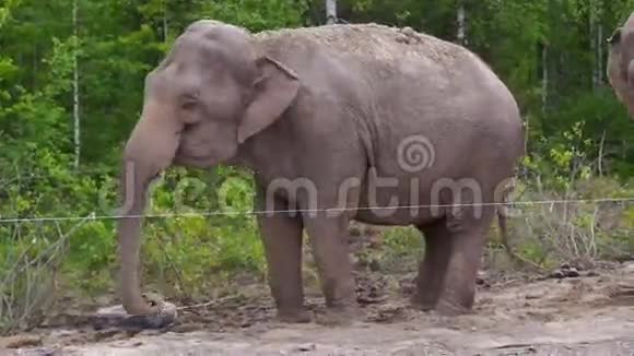 大象在诺亨桦树之间跳舞视频的预览图