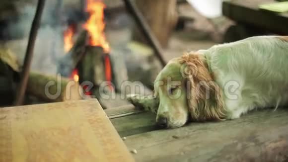 红色的狗在木头表面睡觉背景上的篝火夏天没有人视频的预览图