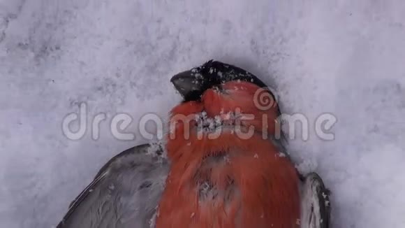 冬雪冻死鸟牛翅Pyrrhula磁黄视频的预览图
