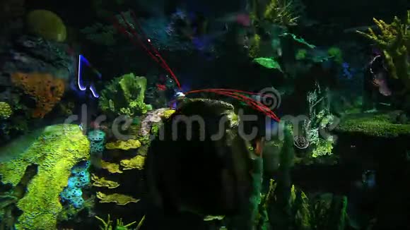 鲜艳的热带鱼在五颜六色的珊瑚生长中游动视频的预览图