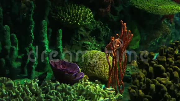 许多五颜六色的热带鱼在美丽的珊瑚中游动视频的预览图