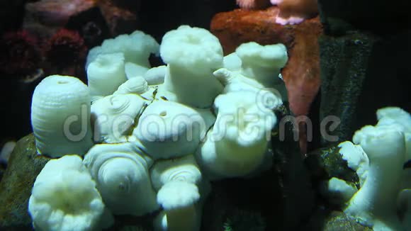 一群白海葵水下景色视频的预览图