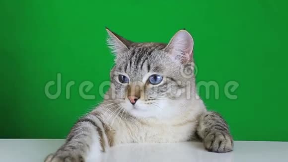 坐在桌子旁摇着头的滑稽猫视频的预览图