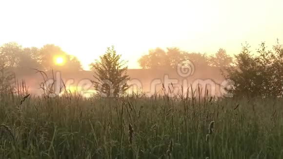 早晨绿油油的草地雾蒙蒙的湖水和树木视频的预览图