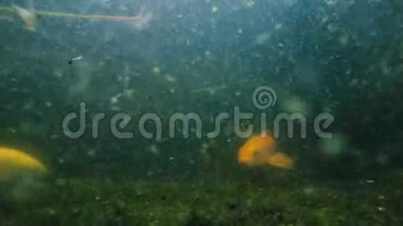 许多锦鲤鱼在池塘里游泳的水下镜头视频的预览图
