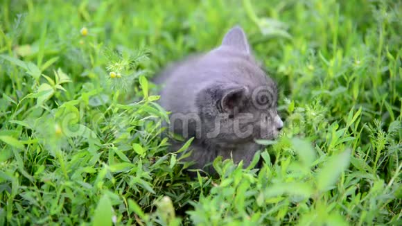 一只灰色小猫坐在草地上视频的预览图