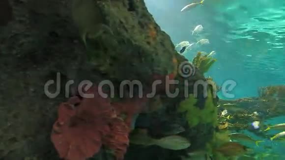 在阳光普照的珊瑚礁中可以近距离观赏大片鱼群的漂流视频的预览图