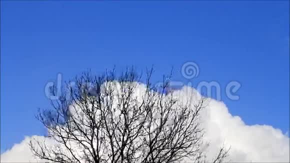 冬天的树蓝天白云时光流逝视频的预览图