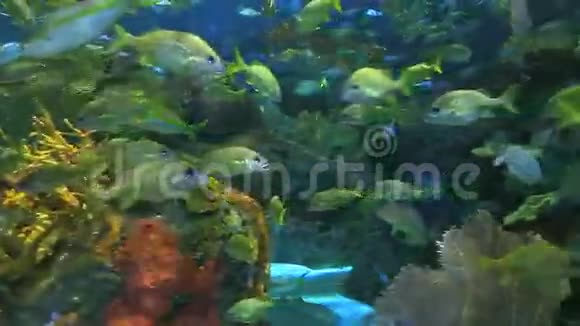 在珊瑚礁中游泳的大型鱼群的近景视频的预览图