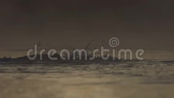 夏天懒汉在太阳落山时游泳视频的预览图