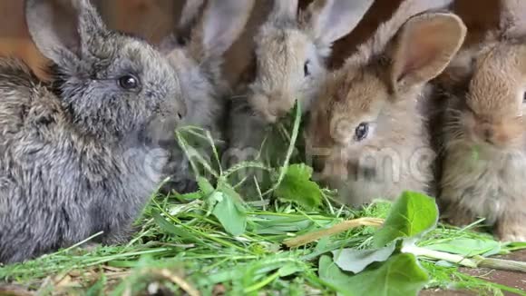 小兔子在家吃草视频的预览图
