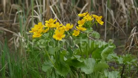 沼泽中的黄色花朵在花丛上的黄色花朵牛油果的矛状花序以水为食视频的预览图