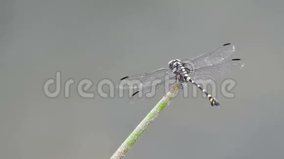 斜枝上尾蜻蜓的背面景色视频的预览图