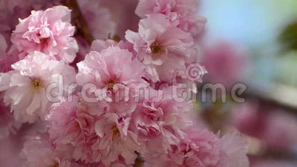 美丽的粉红色樱花在春天的花园里盛开视频的预览图