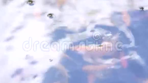鱼漂浮在湖面上跳出水面视频的预览图
