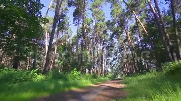 镜头旋转低角度拍摄老生长树木视频的预览图
