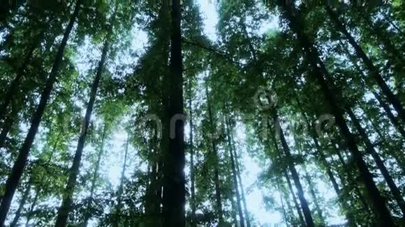 全景的树冠森林丛林荫影视频的预览图