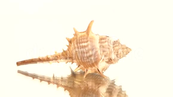 刺状的贝壳在白色旋转反射视频的预览图