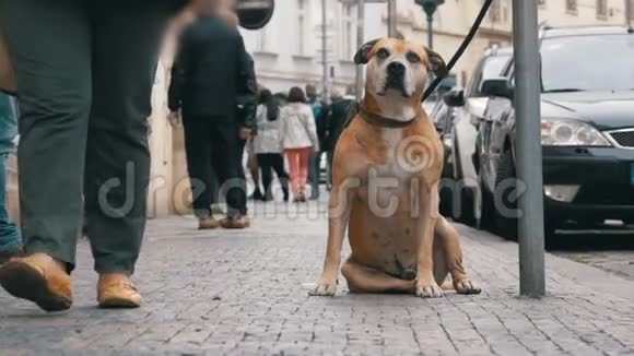忠实的狗狗躺在人行道上等待主人人群冷漠的腿经过视频的预览图