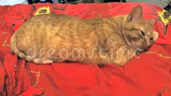 姜睡猫在红床上卷曲成球视频的预览图