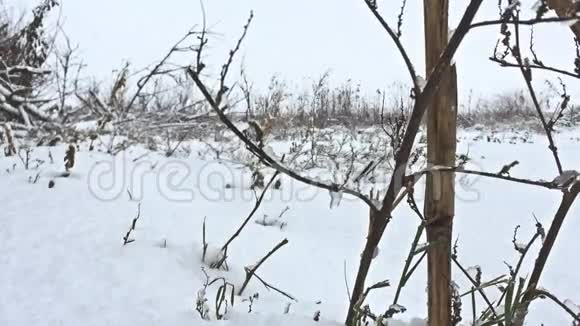 冰雪美丽的田野冬天的大自然视频的预览图