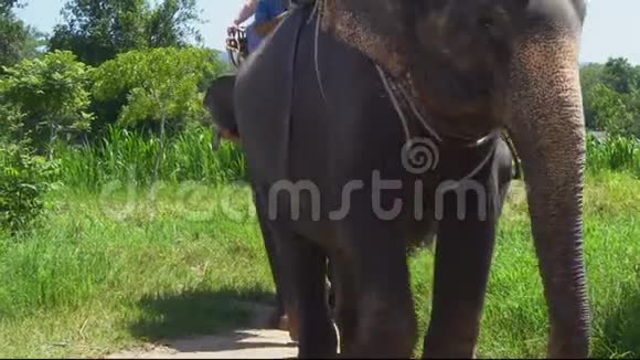 游客骑大象视频的预览图