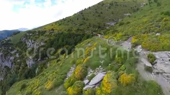 西班牙圣公会和蒙特帕迪多奶牛的空中镜头视频的预览图